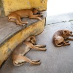 Do Cold-Blooded Animals Need Heat to Survive?